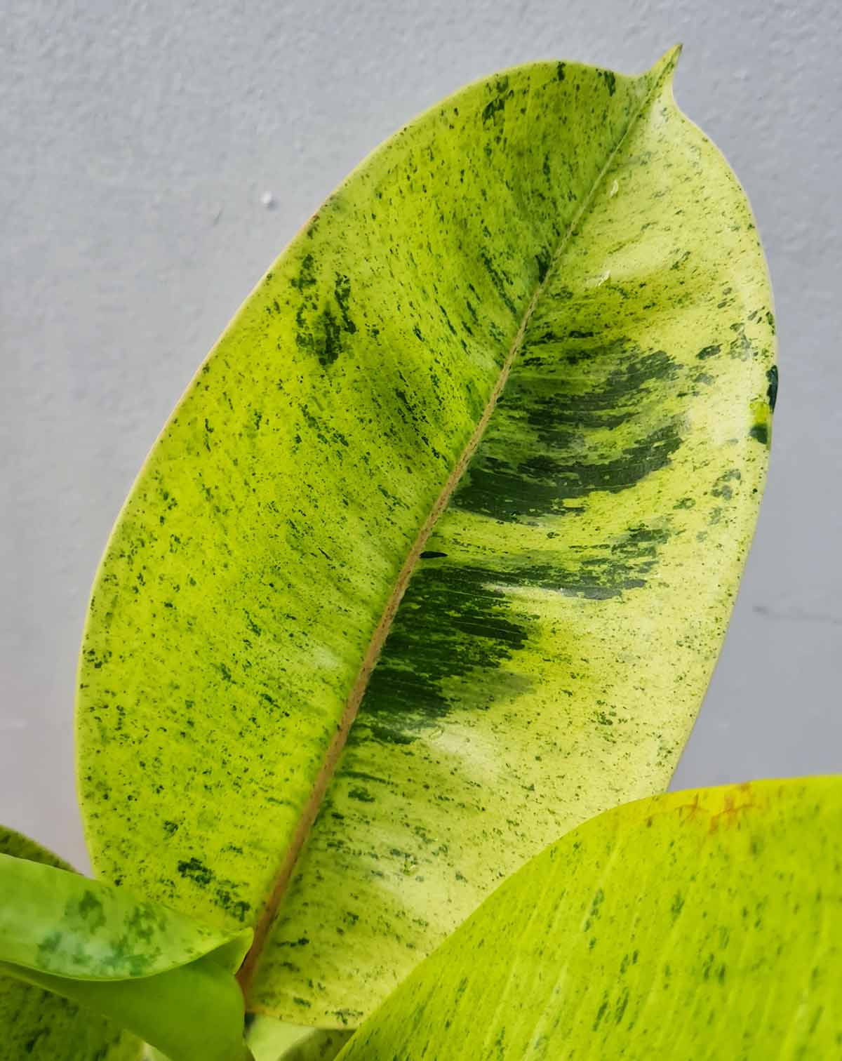 Ficus Shivereana Moonshine’