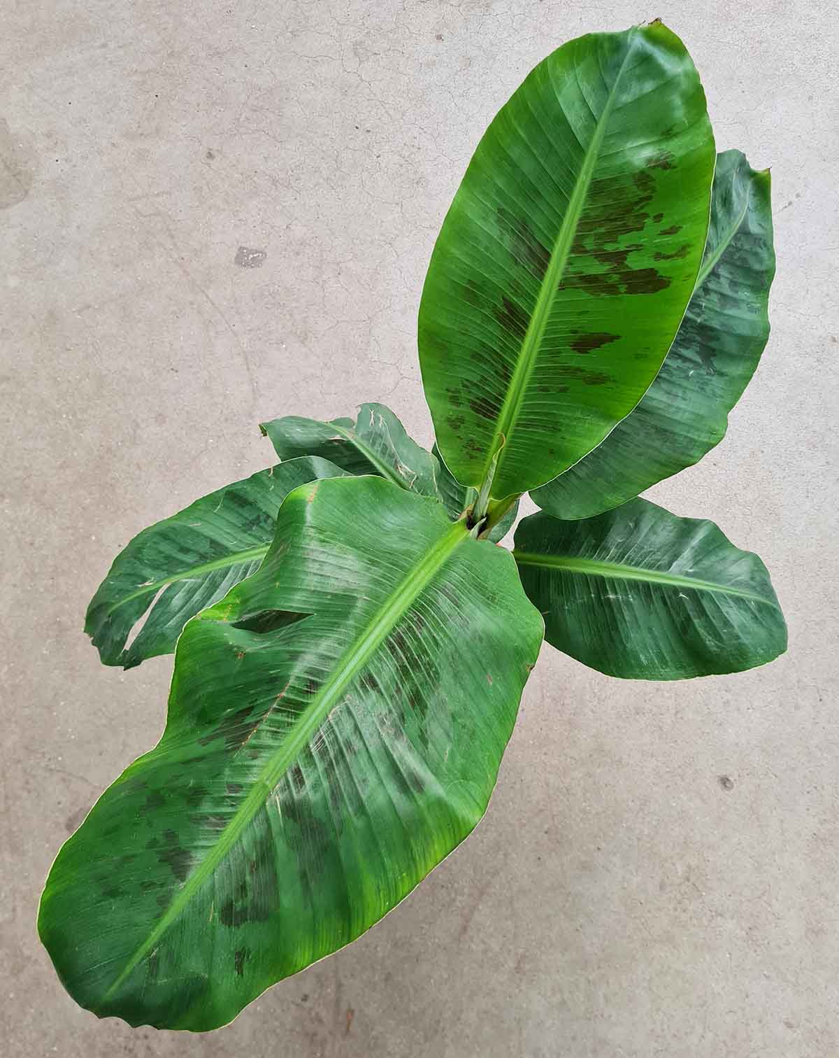 Musa acuminata 'Dwarf Cavendish' - Bananier d'intérieur