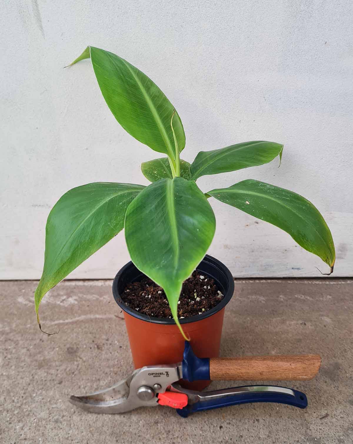 Musa acuminata 'Dwarf Cavendish' - Bananier d'intérieur