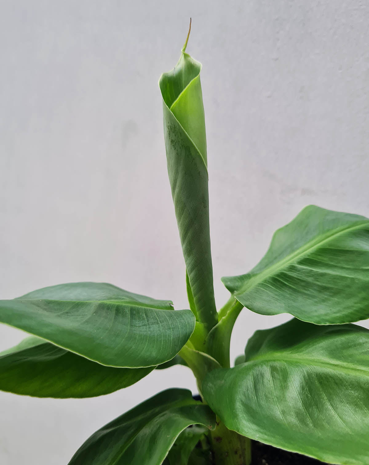 Musa acuminata 'Dwarf Cavendish' - Bananier d'intérieur