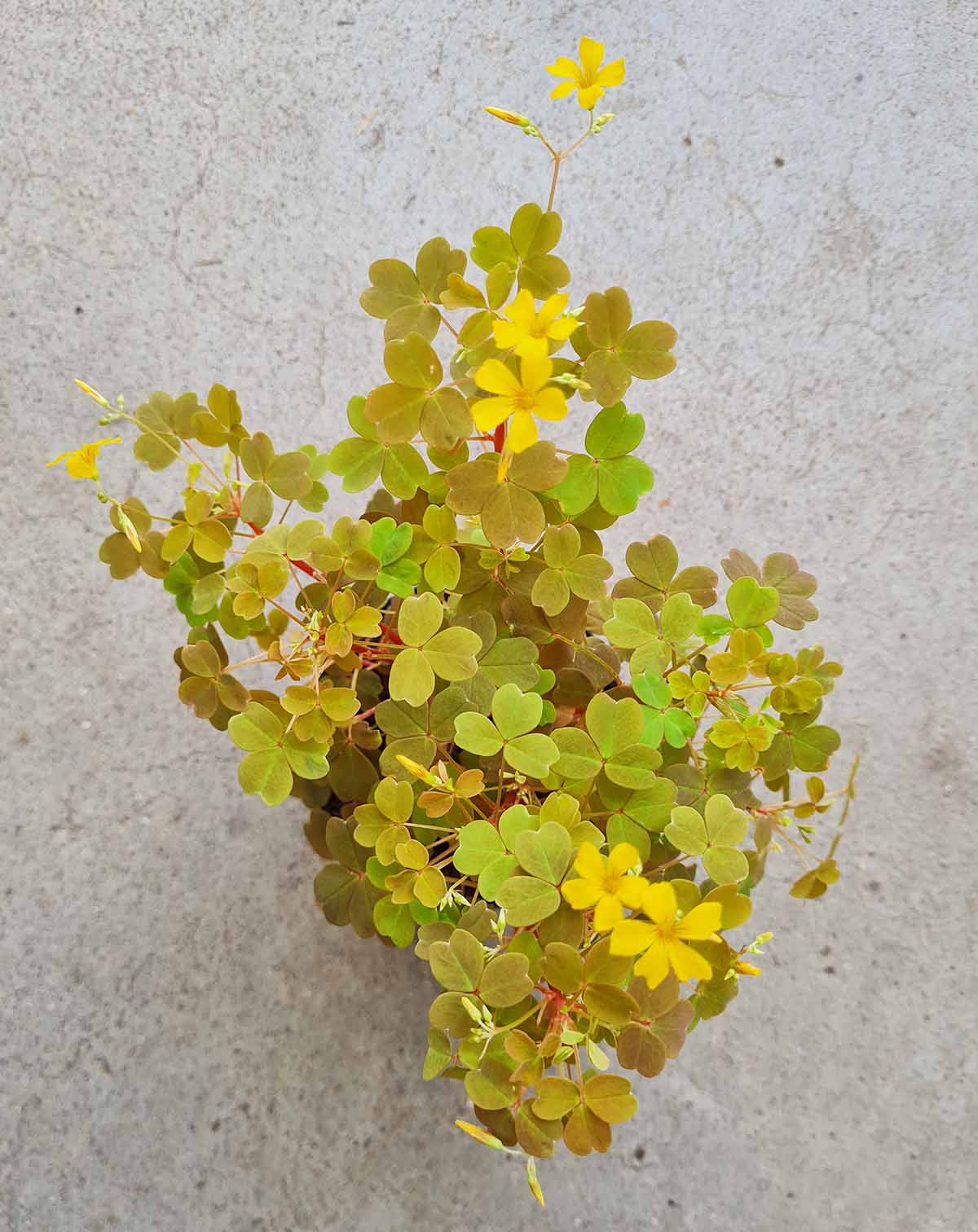 Oxalis vulcanicola 'Sunset Velvet'