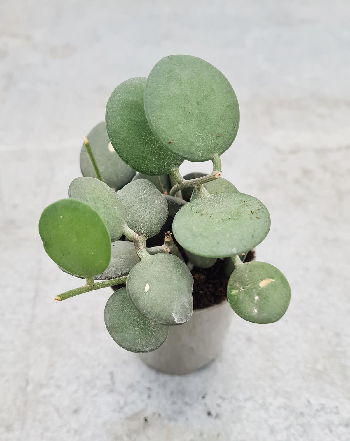 Xerosicyos danguyi