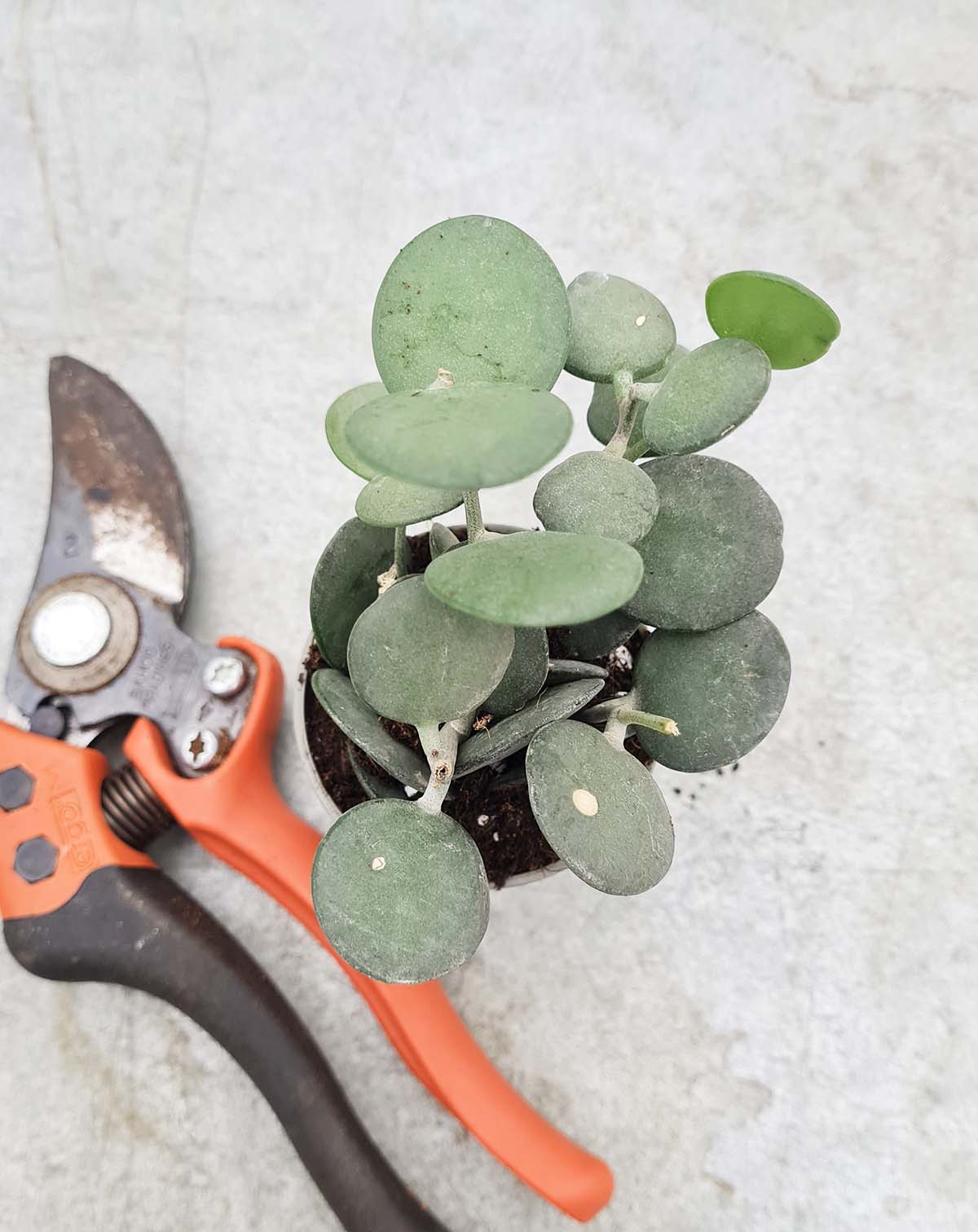 Xerosicyos danguyi
