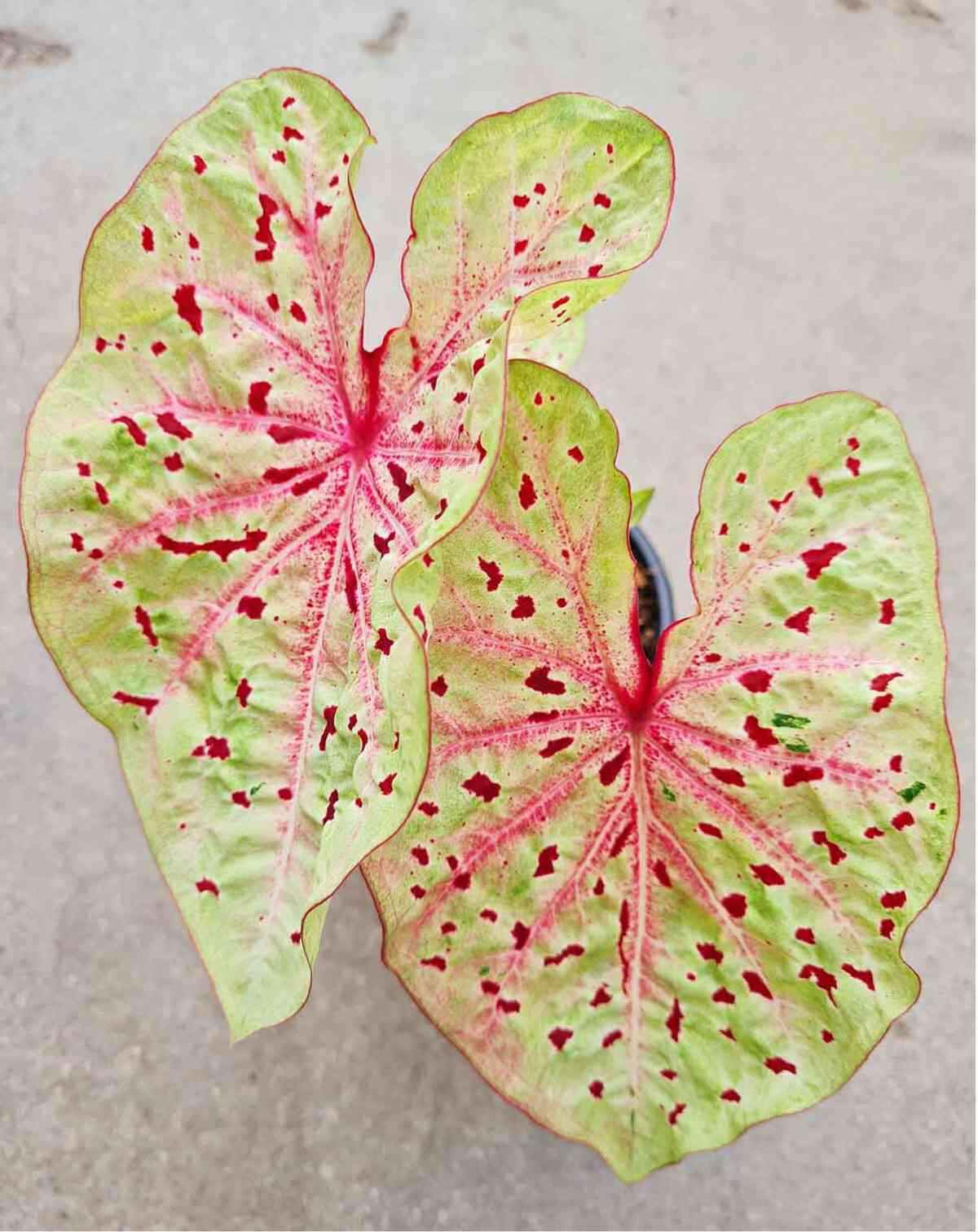 Caladium 'Caroline Whorton'