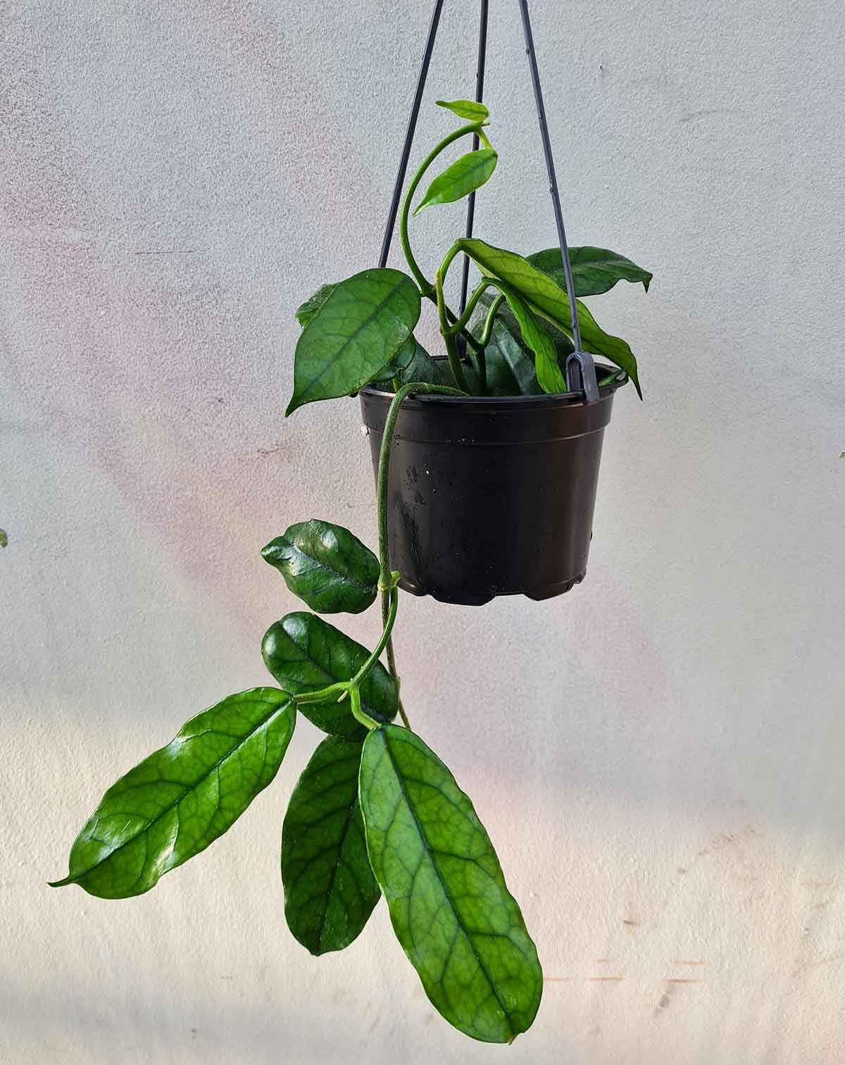 Plantes retombantes
