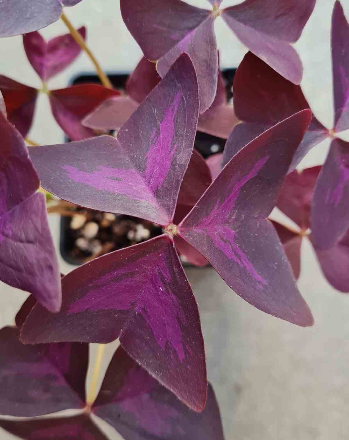 Oxalis