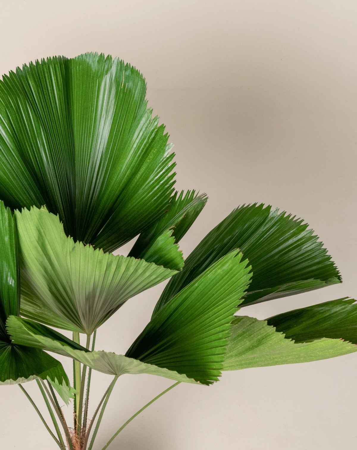 DOCTEUR PLANTES