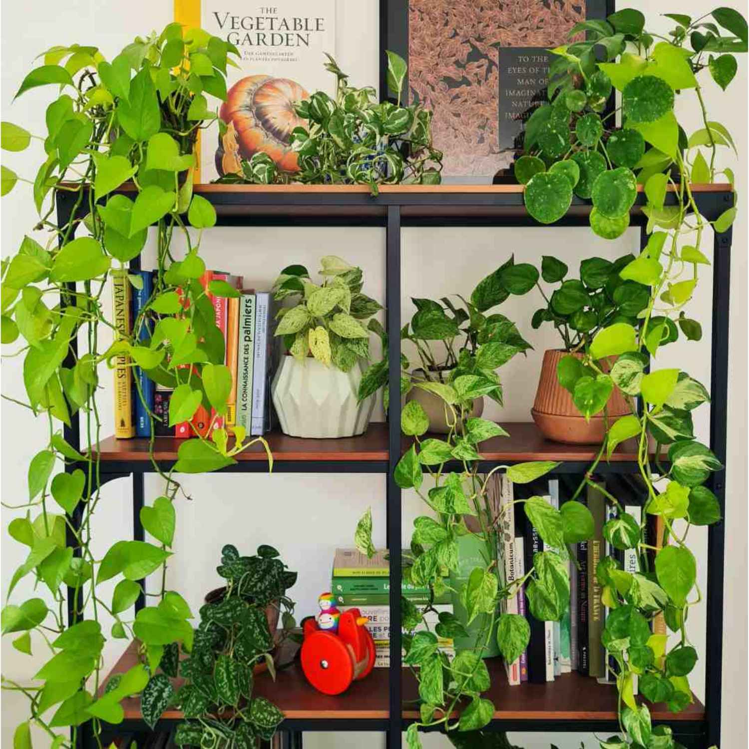 DOCTEUR PLANTES