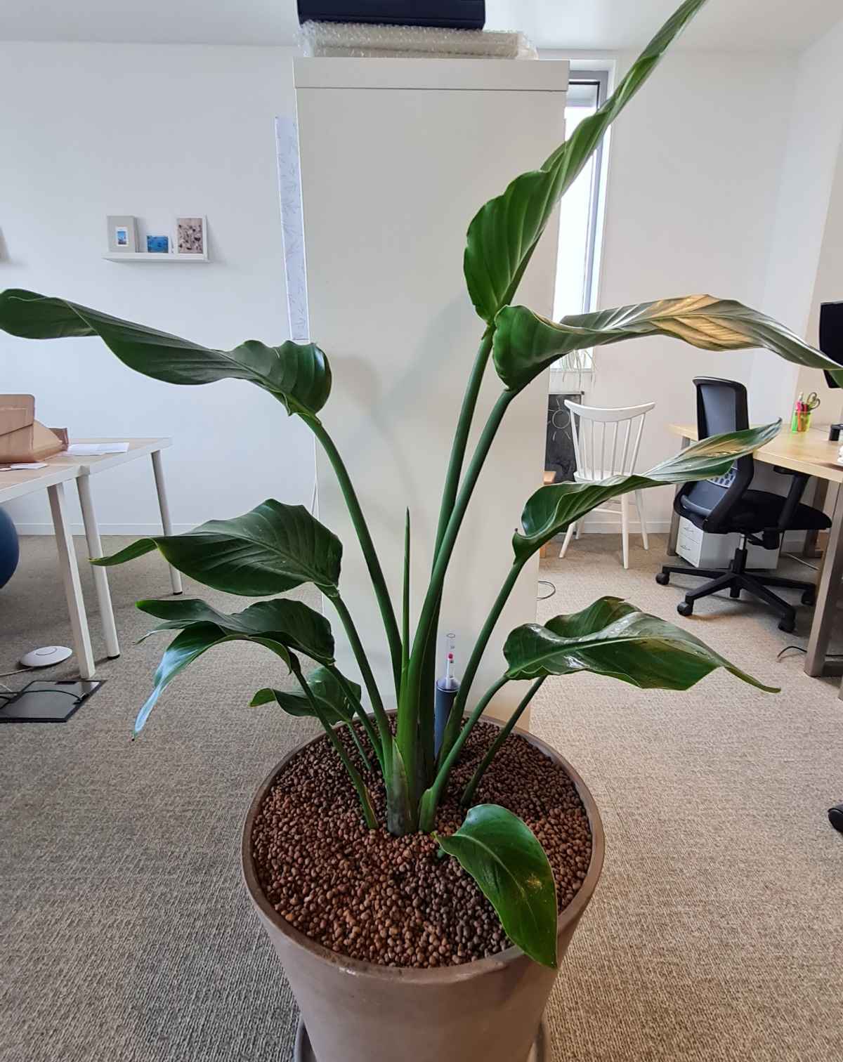 Entretien de vos plantes