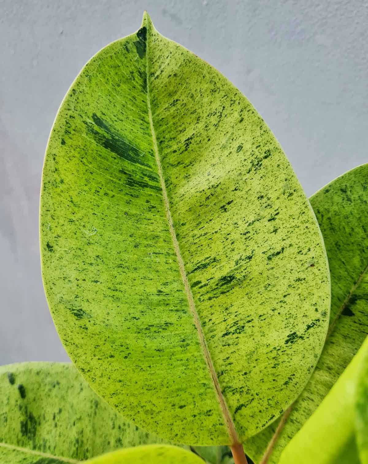 Ficus Shivereana Moonshine’