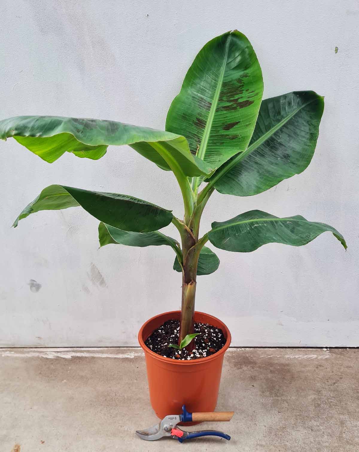 Musa acuminata 'Dwarf Cavendish' - Bananier d'intérieur