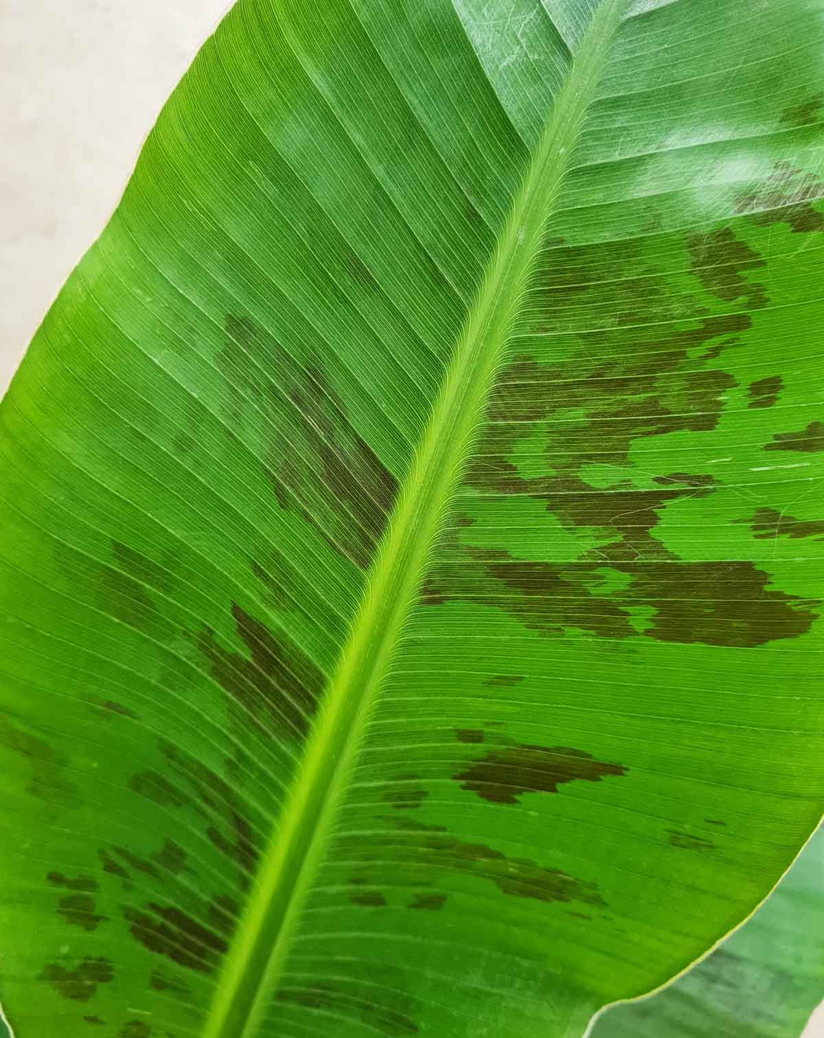 Musa acuminata 'Dwarf Cavendish' - Bananier d'intérieur