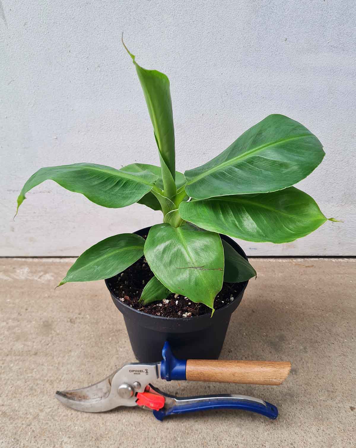 Musa acuminata 'Dwarf Cavendish' - Bananier d'intérieur