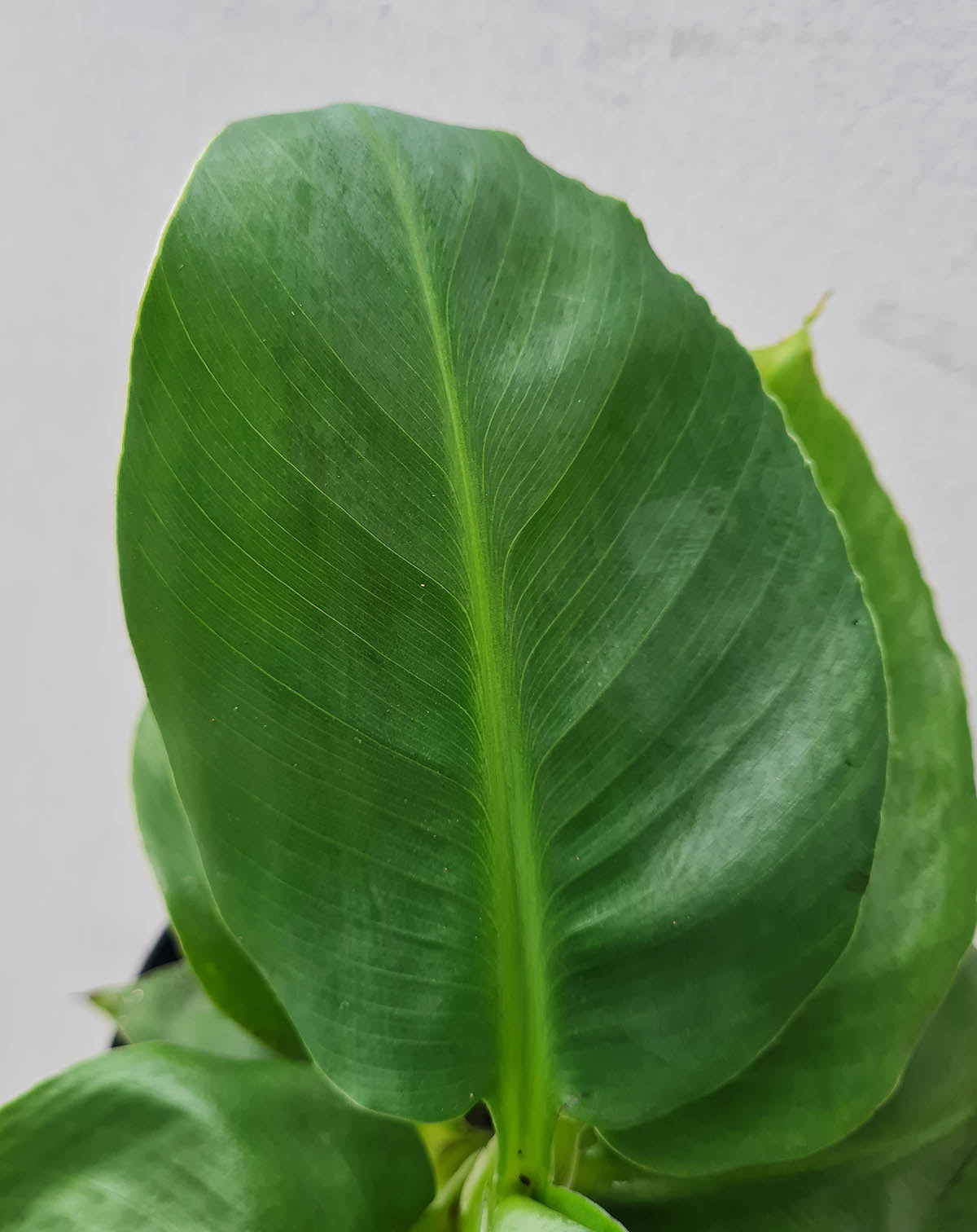 Musa acuminata 'Dwarf Cavendish' - Bananier d'intérieur