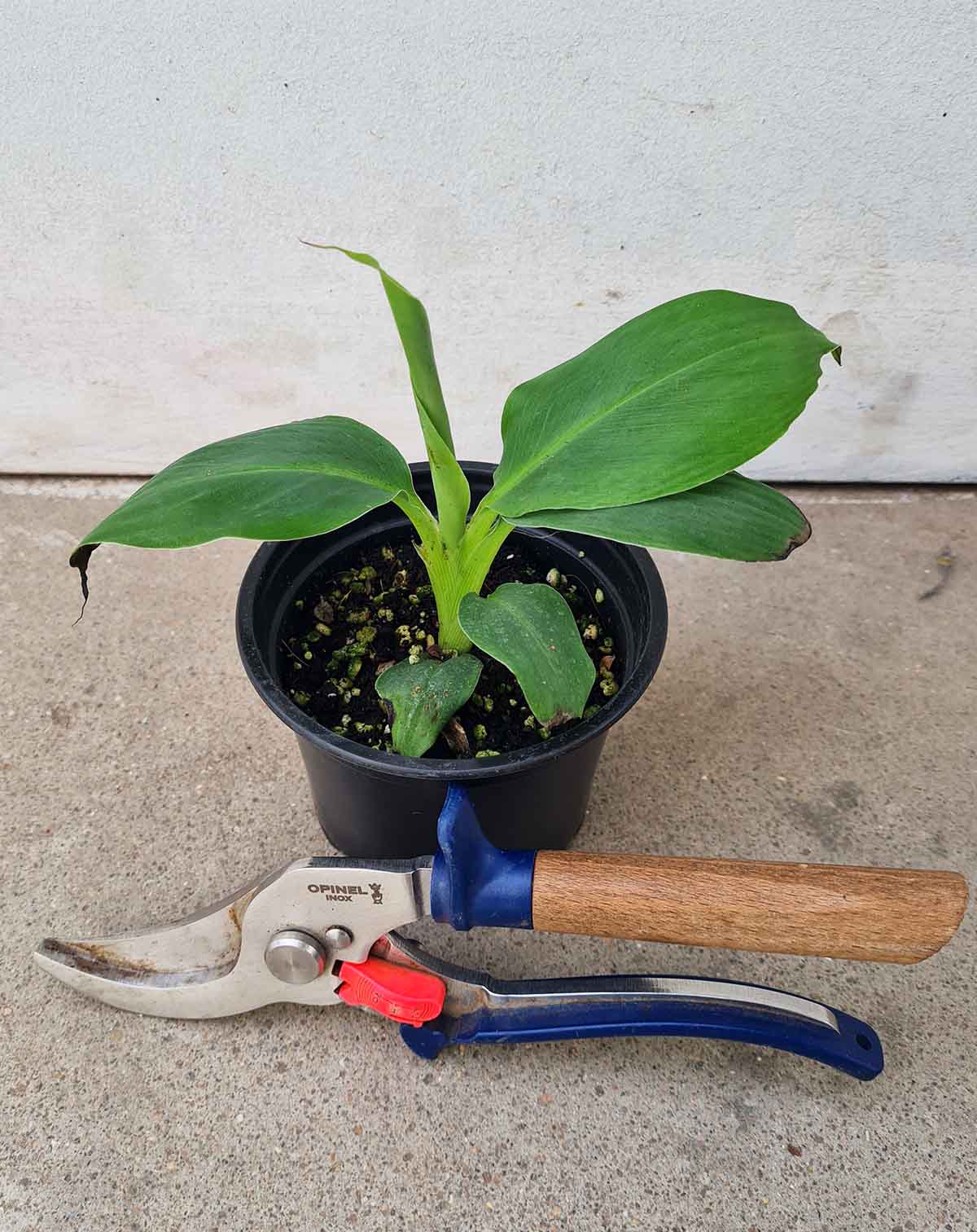 Musa acuminata 'Dwarf Cavendish' - Bananier d'intérieur