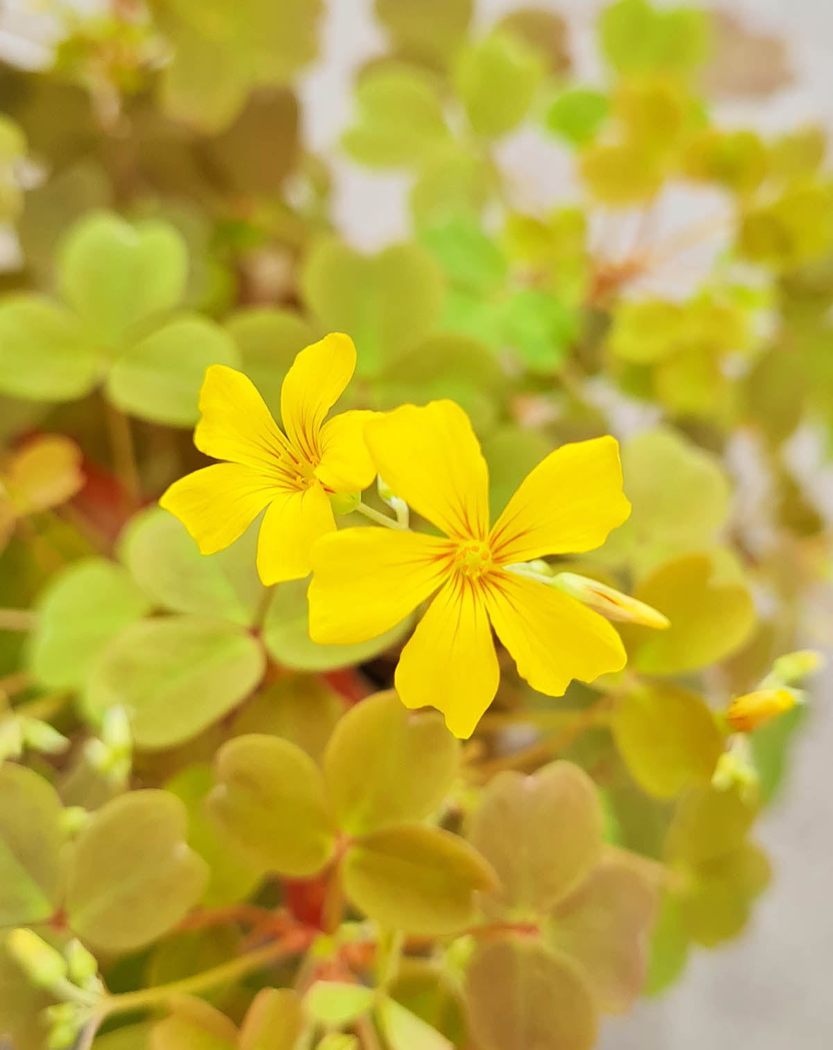 Oxalis vulcanicola 'Sunset Velvet'