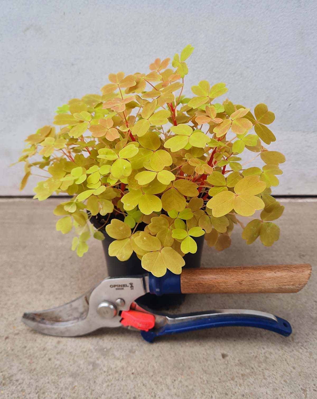 Oxalis vulcanicola 'Sunset Velvet'