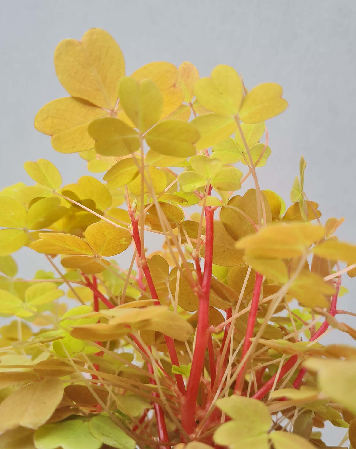 Oxalis vulcanicola 'Sunset Velvet'