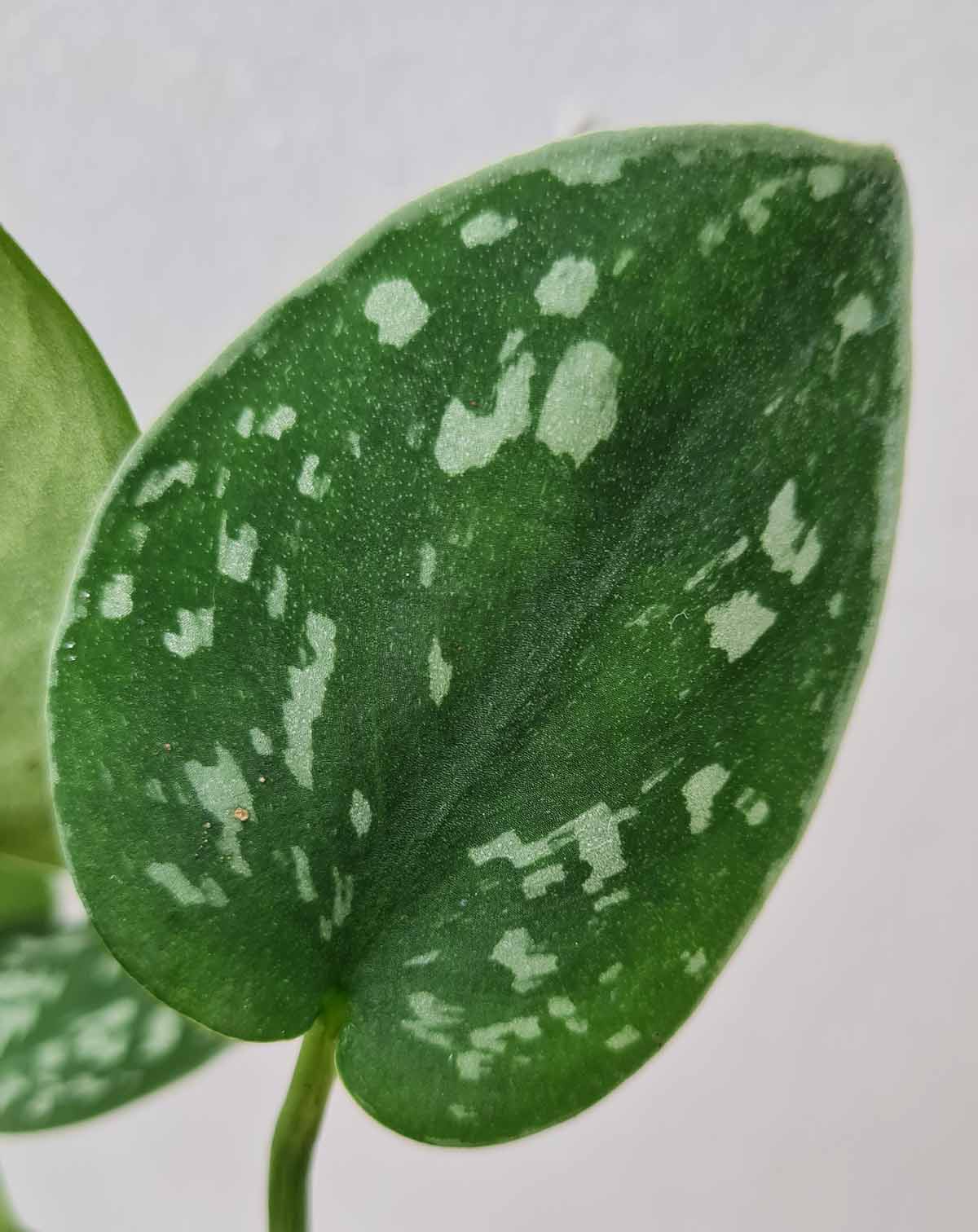 Scindapsus pictus
