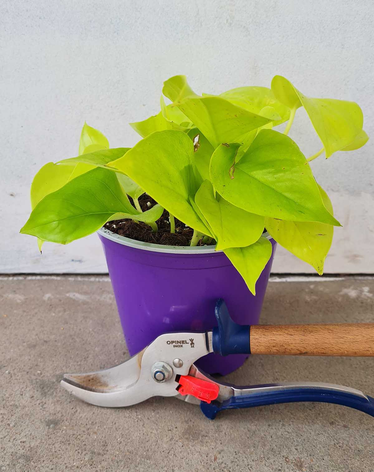 Epipremnum aureum ‘Neon’ (7152726540441)
